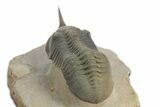 Morocconites Trilobite Fossil - Multi-Toned Shell Coloration #348369-4
